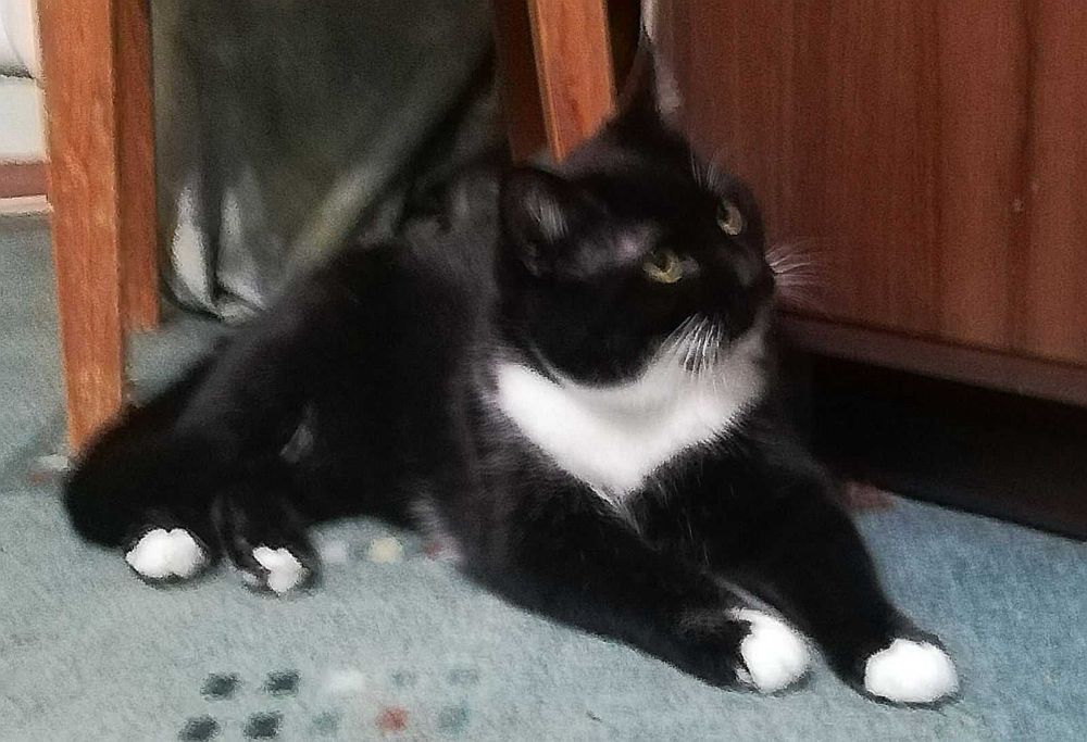 Котенок Феликс, возраст около 7 месяцев, ищет дом!