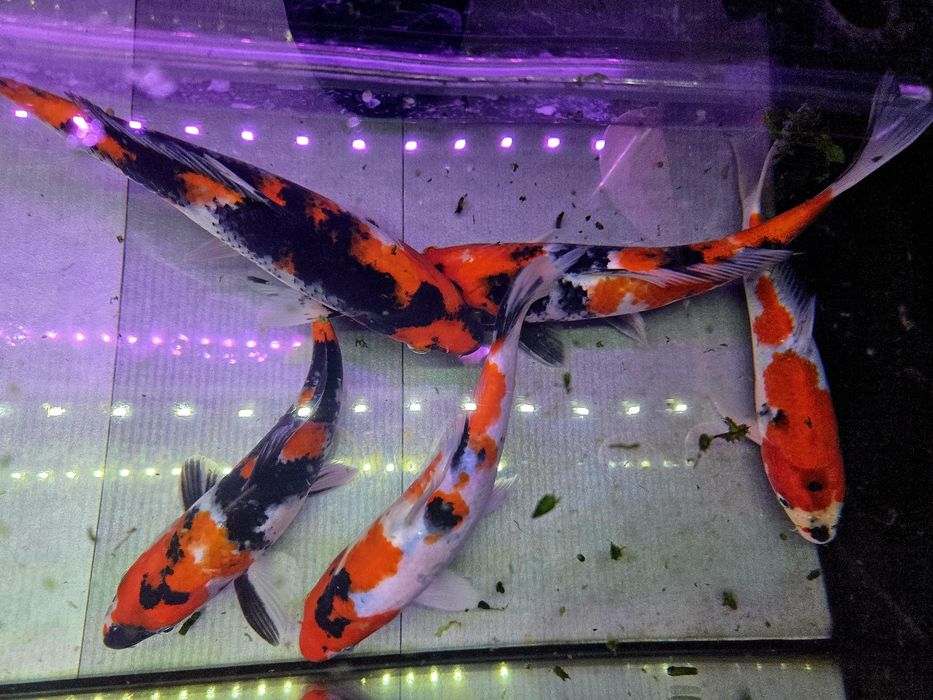 Karpie koi Showa i sanke 20-25cm
