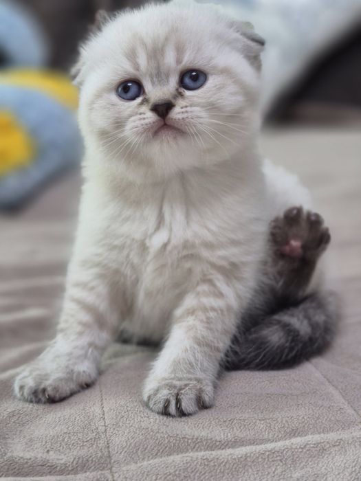 Шотландське кошенятко