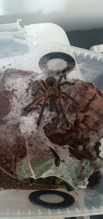Ptasznik harpactira pulchripes 4-5dc