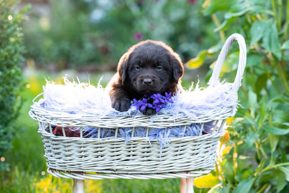 Labrador Retriever – FCI odbiór początek Września