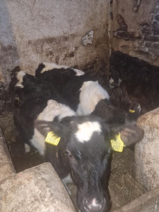 Sprzedam 3 jałówki
