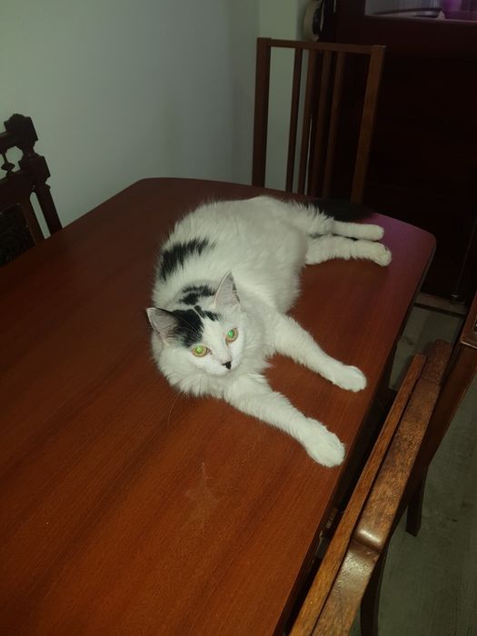 2 Gatos Adultos Esterilizados para Adoção Responsável – Seixal
