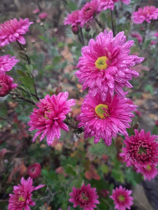 Хризантема не висока