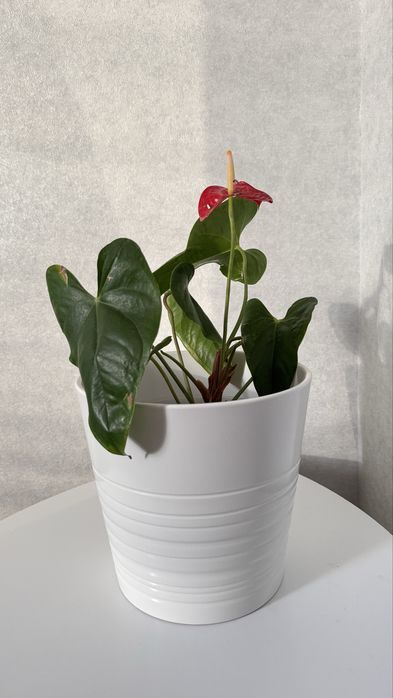 Антуріум червоний (чоловіче щастя)