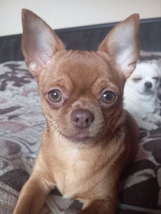 Чистокровні цуценя породи чіхуахуа - найкращі друзі чекають родину!