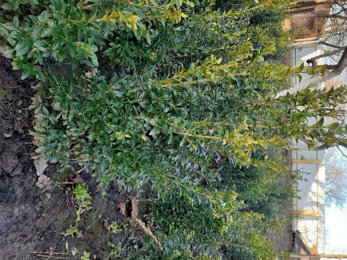 Бушпан самшит  .