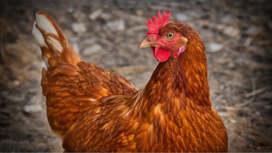 Kury Nioski już niosą Tylawa