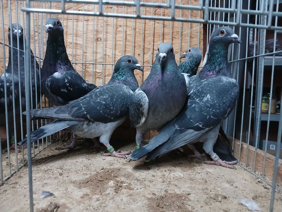 młode późniejsze gołębie pocztowe