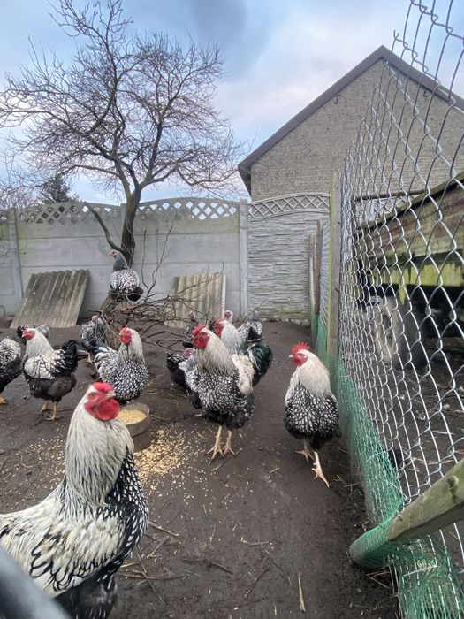 Sprzedam  koguty wyandotte srebrnołuskowana