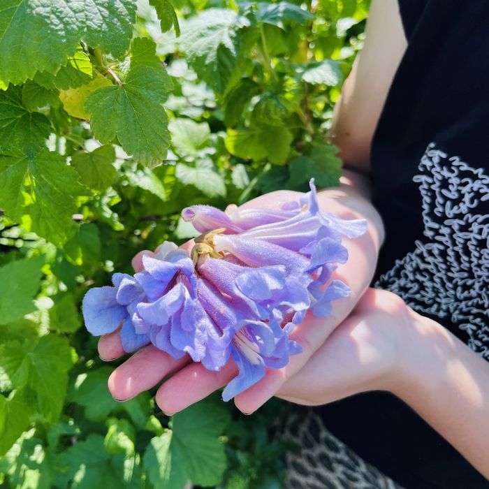 Насіння Павловнії Shan Tong уп. 1000шт, Семена Павловнии із ПОДАРУНКОМ