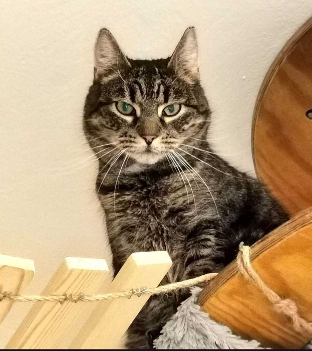 Filipinka wypatruje domku