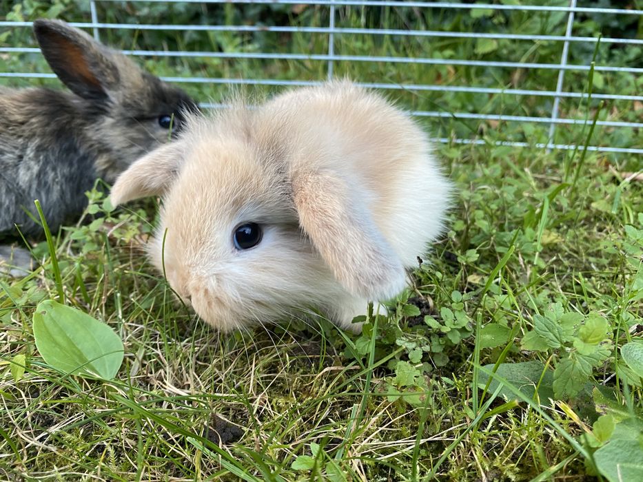 Króliki króliczki miniaturki baranki mini lop