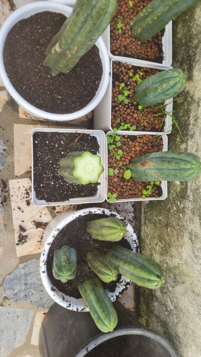 Cacto S.Pedro Echinopsis
pachanoi