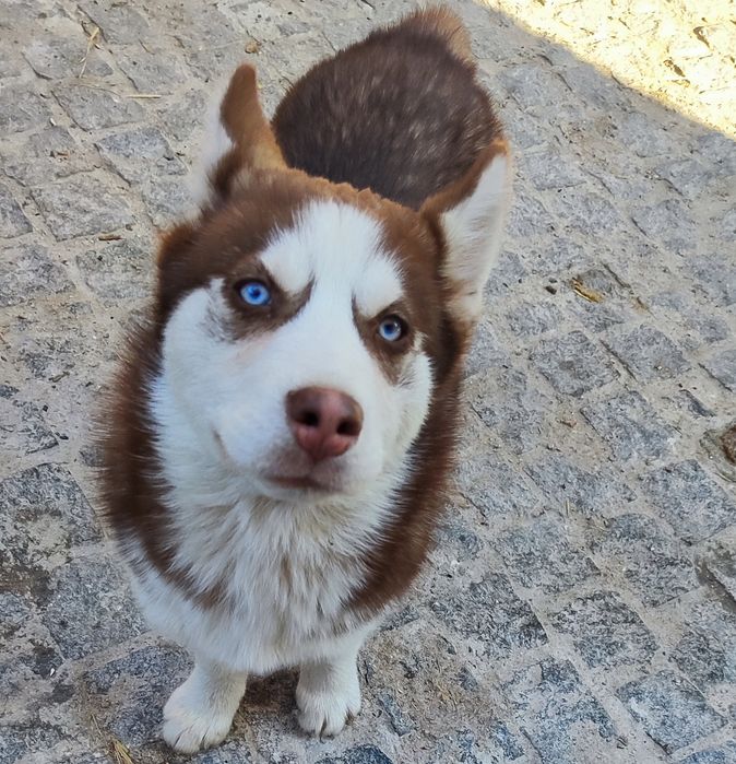 Цуценята хаскі- мілашки