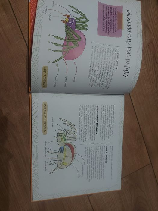 Pająki w sieci i bez sieci