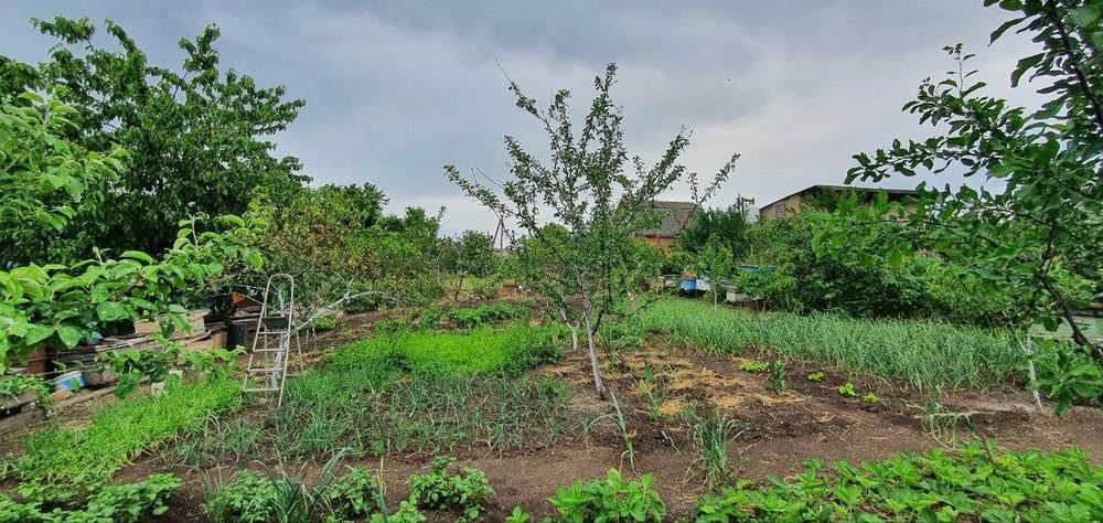 Дача возле леса Алтестово