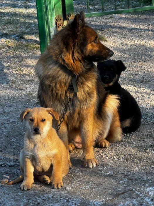 Милые щенки ищут хозяев