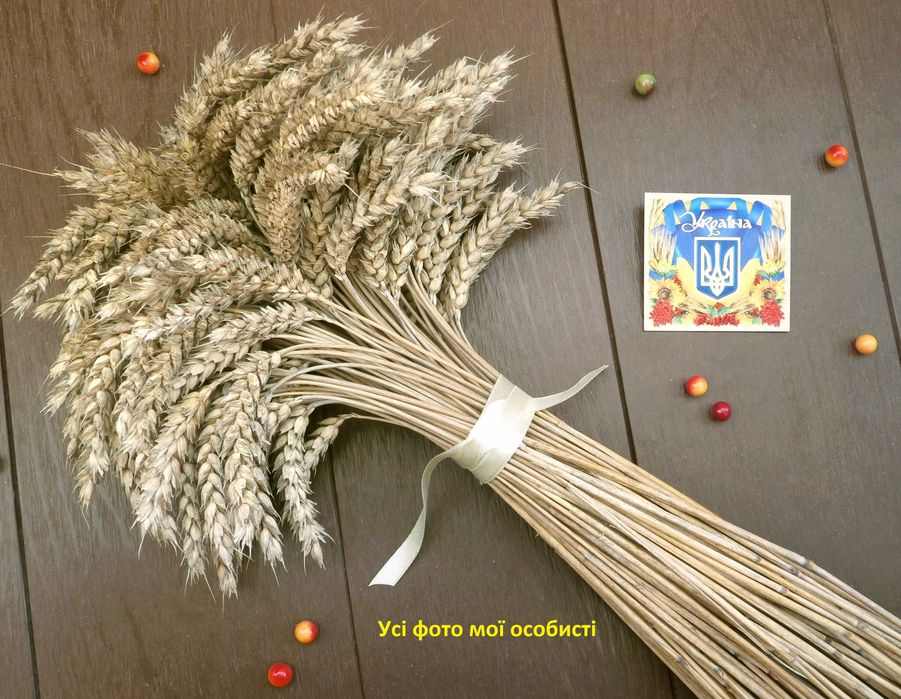 Сніп колоски пшениці, жита, ячменю. Сноп колосся. Букет із колосків