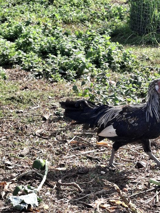 Fenix jovens para venda