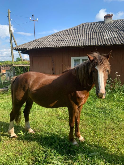 Кобила, 13 років