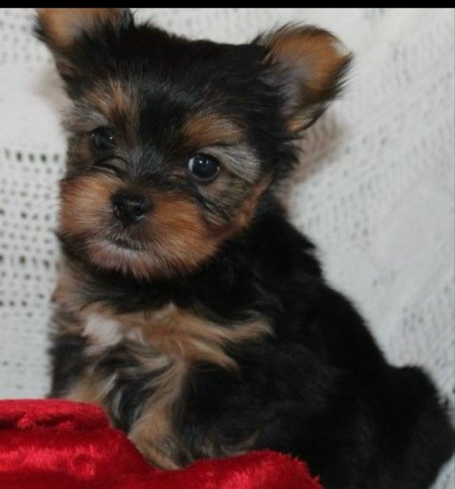 Piekny York Yorkshire Terrier gotowy do odbioru