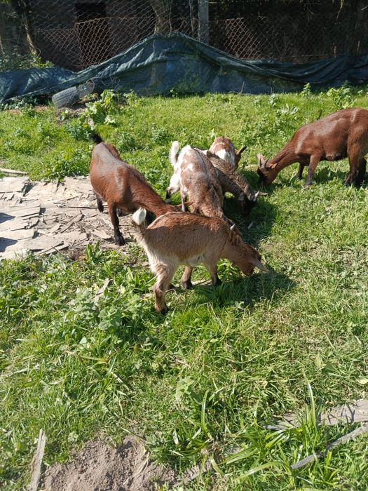 Cabras anãs 2/3 meses