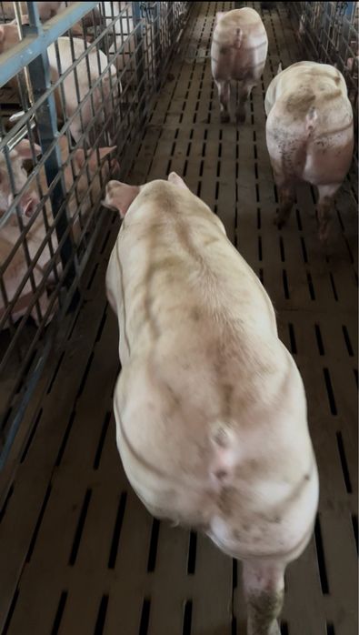 Продам свиней живим весом