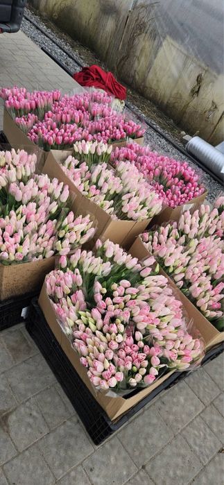 Тюльпани на 14 лютого