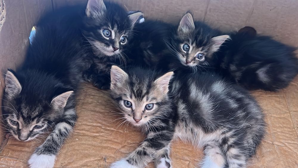 Кошенятка від різних мам, 1,5 місяці,дві дівчинки та два хлопчика