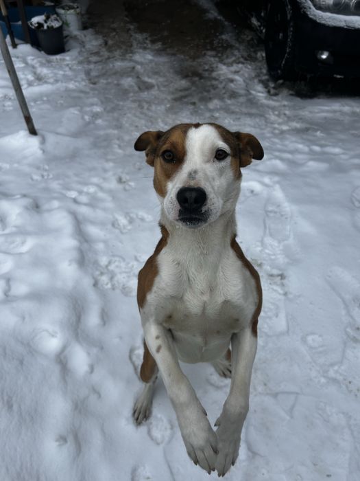 Отдам собаку в хорошие руки