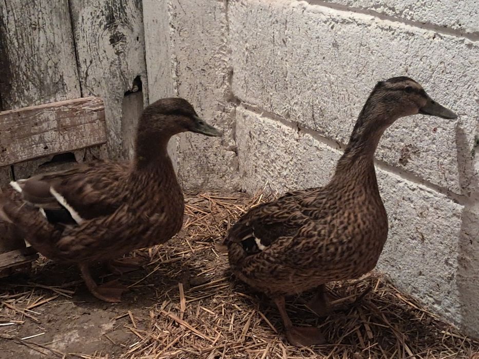 Kaczki na sprzedaż