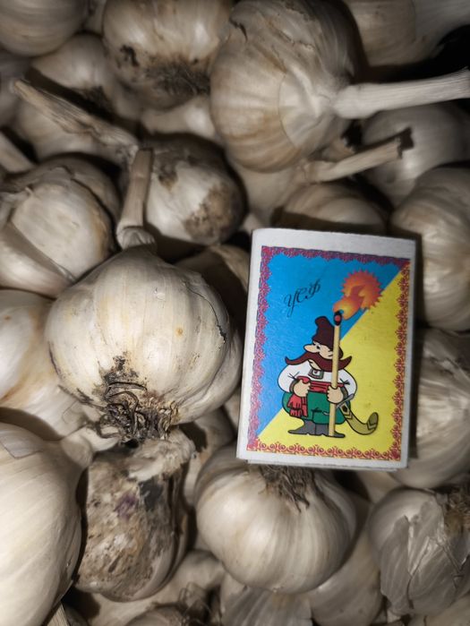 Продам ярий часник 2025р