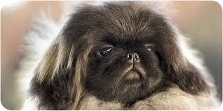 Вязка пікінес, злучка