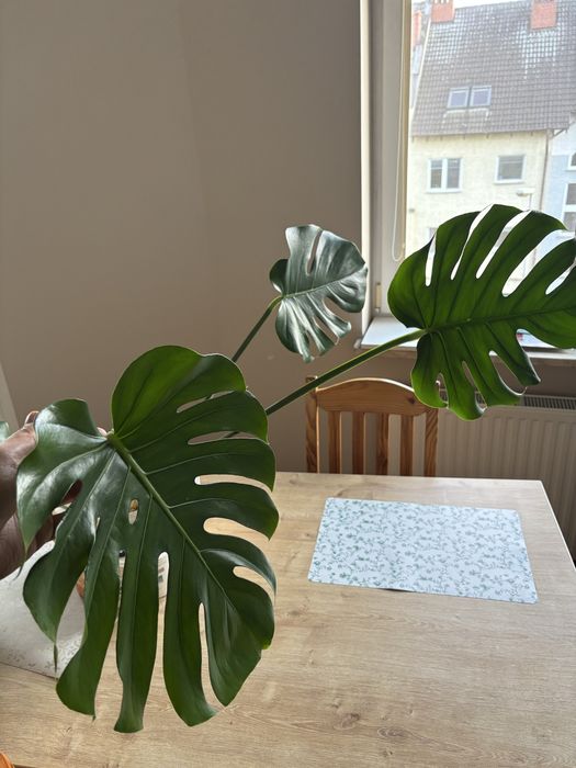 Monstera szczepka