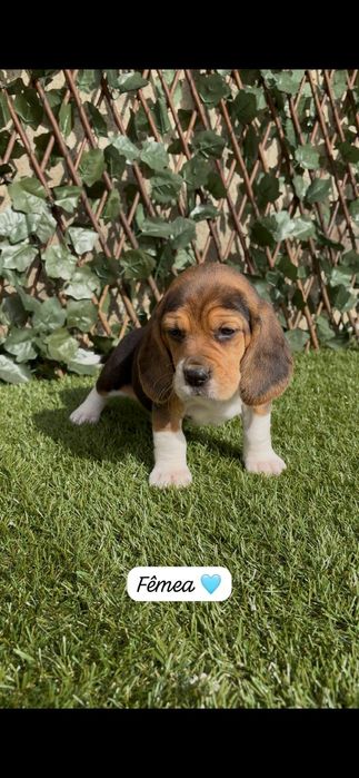 Excelente beagle fêmea