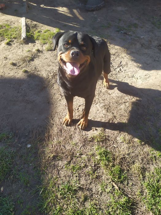 Ротвейлер  в'язка вік 5 років