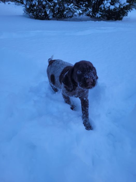 Wyżeł niemiecki  szorstkowłosy FCI/ZKwP