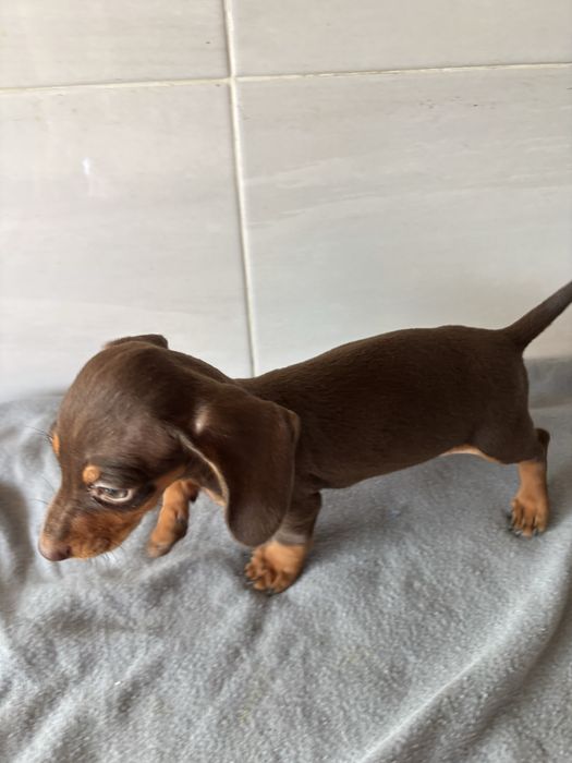 Teckel macho  miniatura pelo curto