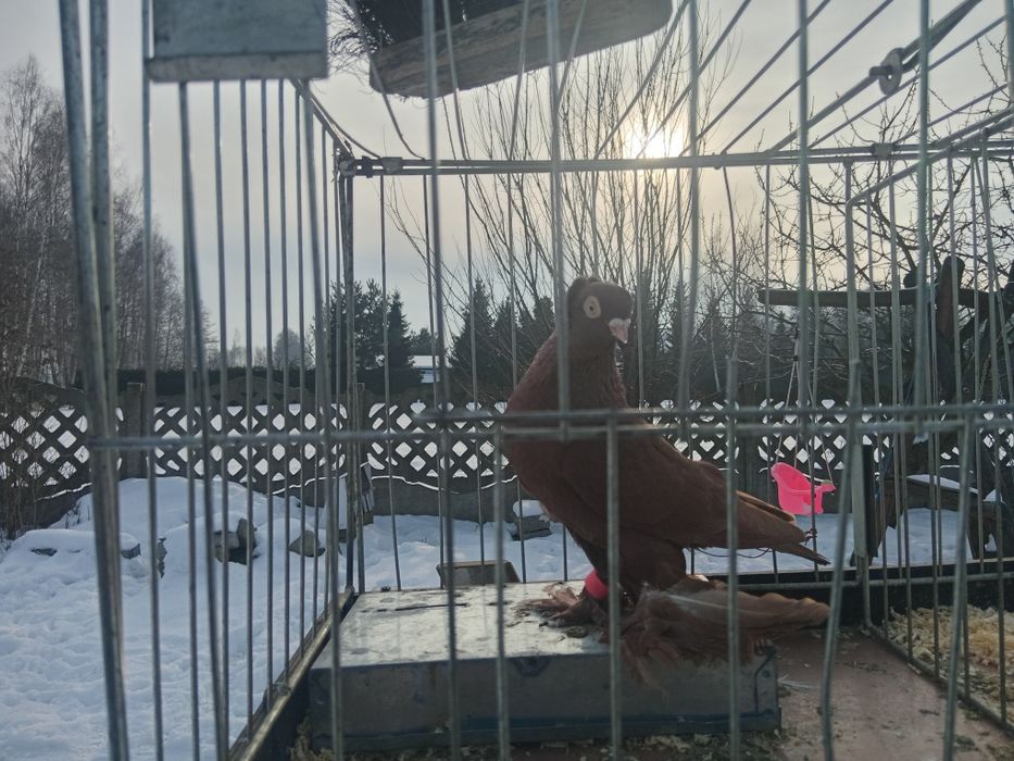 Wywrotek wschodniopruski