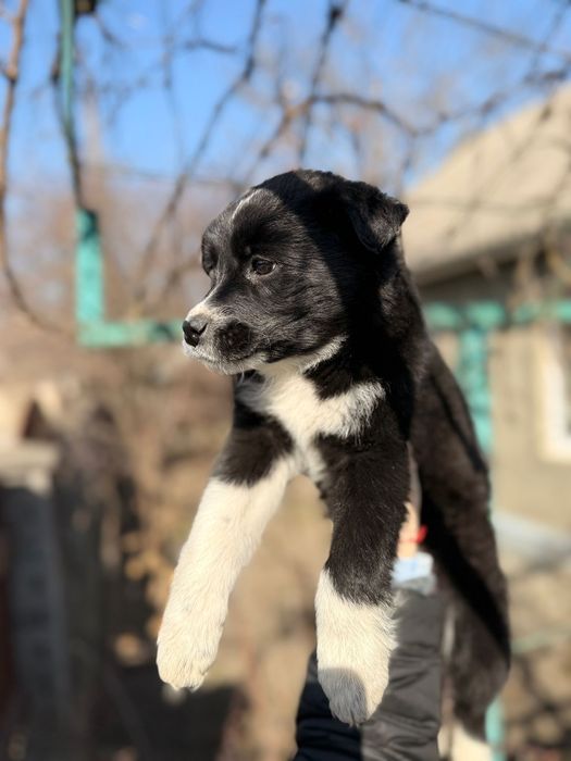 Віддам дівчаток у добру та люблячу родину