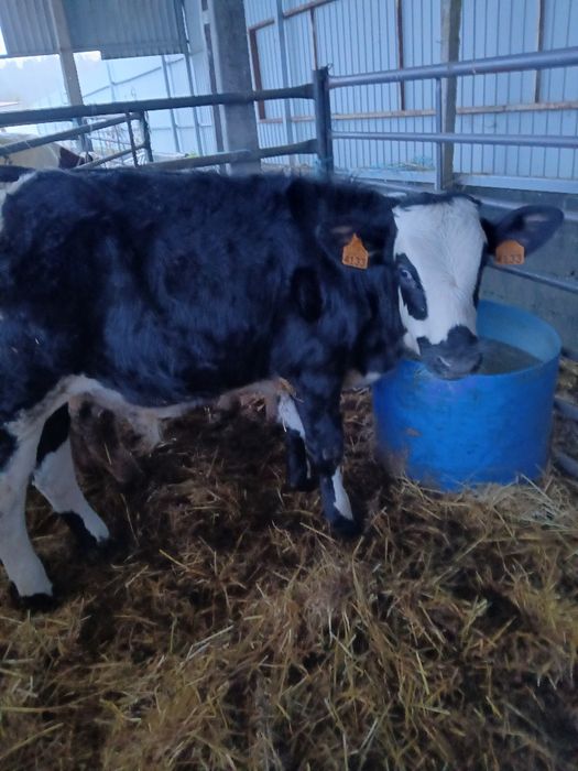 Venda de vitelos para engordar