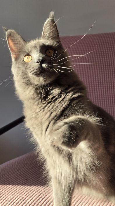 Niebieska kotka Maine Coon