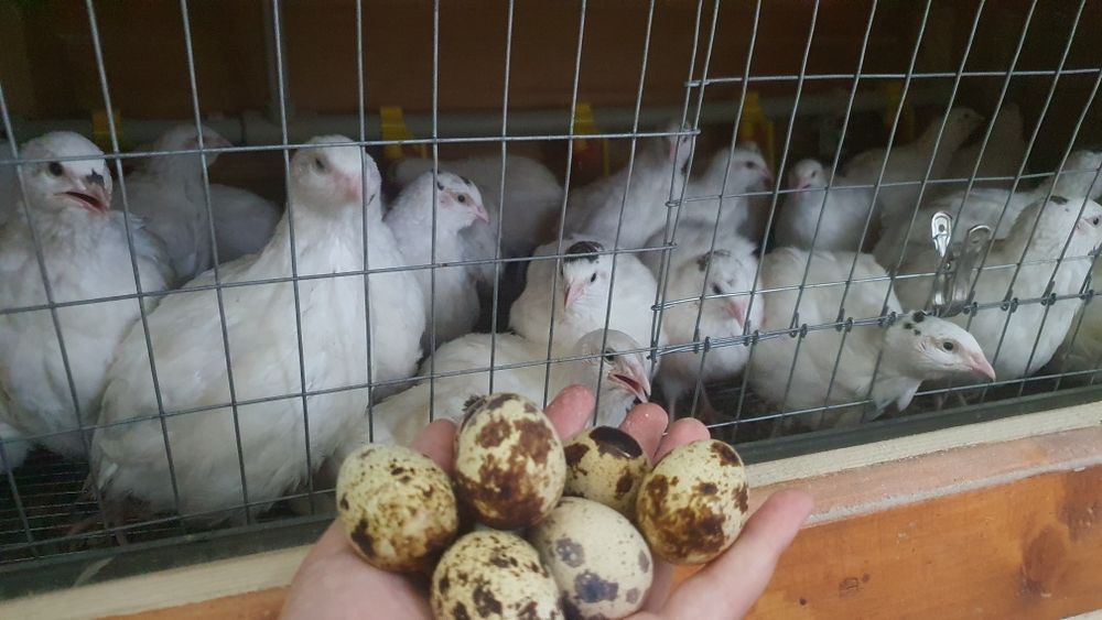 М'ясо перепілки та копчена перепілка