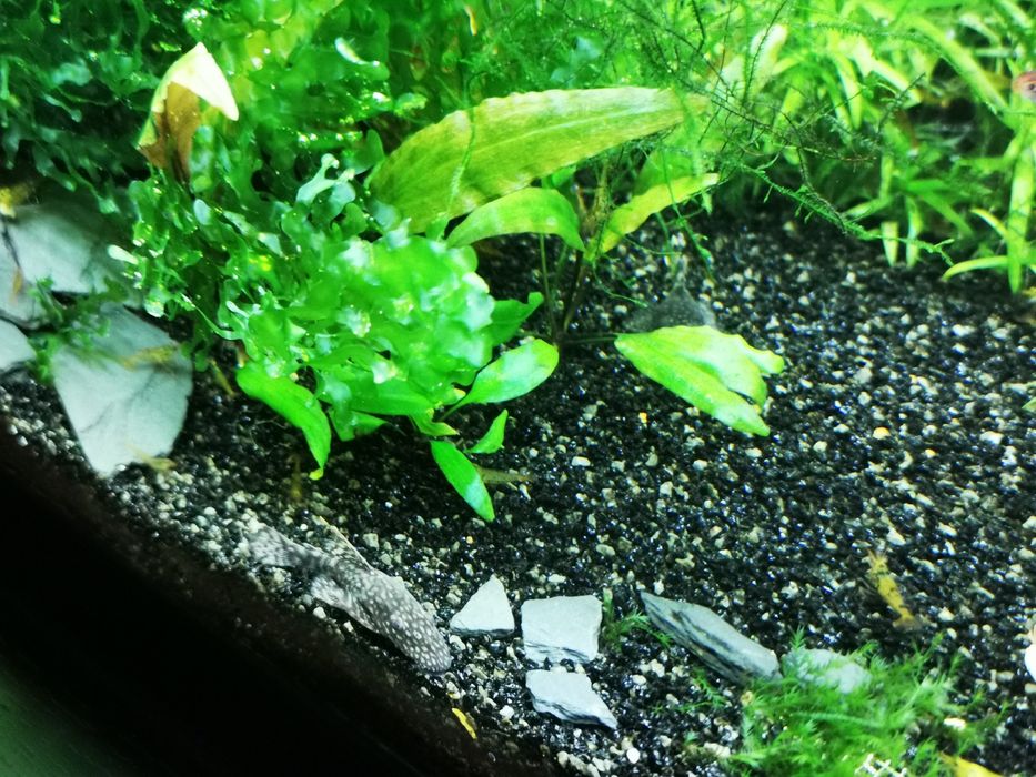 Ancistrus sp Black