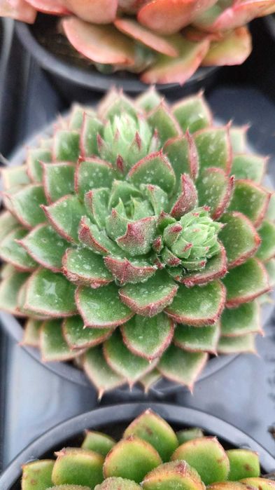 Suculentas com grande variedade