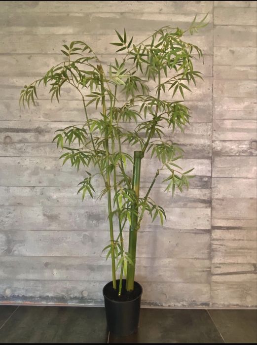 Planta artificial