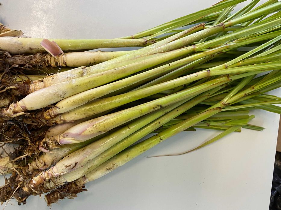 BIO-Erva Príncipe Fresca (Lemongrass) com certificado Biológico