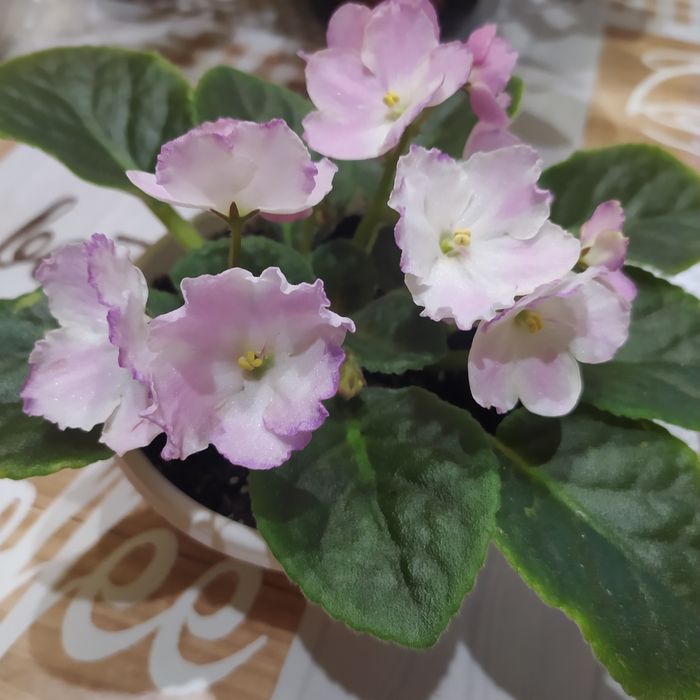 Продам узумбарскую фиалку