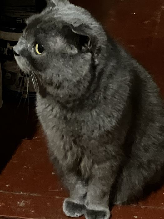 Попелястий Матвій